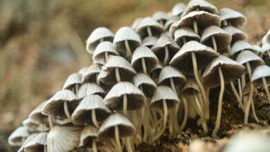 small cap stock profits