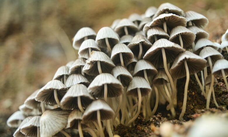 small cap stock profits