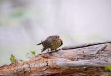 call log with numbers