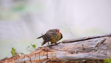 call log with numbers