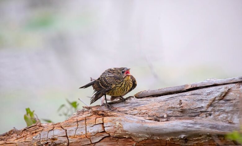 call log with numbers